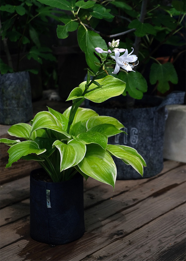 Hosta