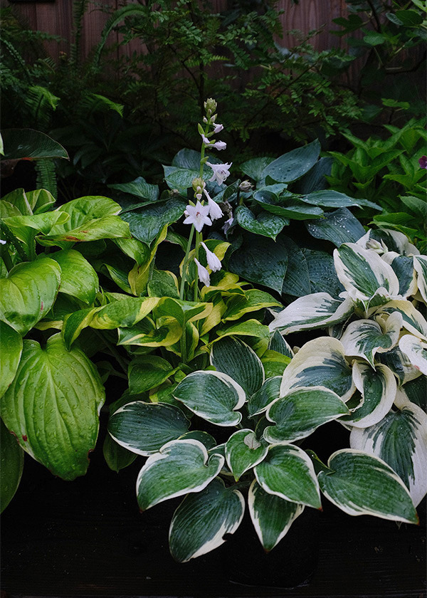 Hosta