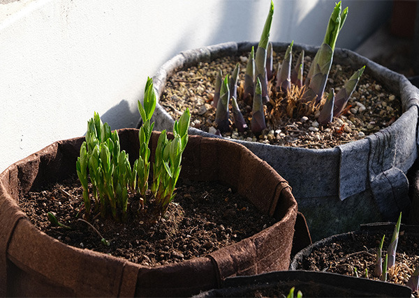 Hosta