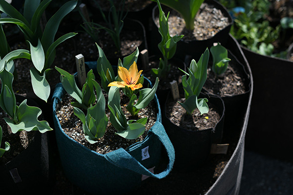Tulip_202204_shogun.jpg