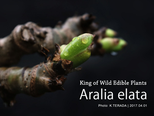 Araliaelata