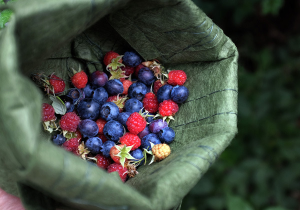 blueberry.jpg