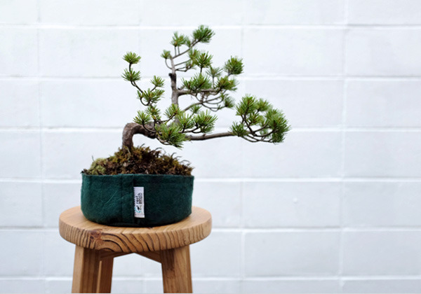 bonsai_02_600.jpg