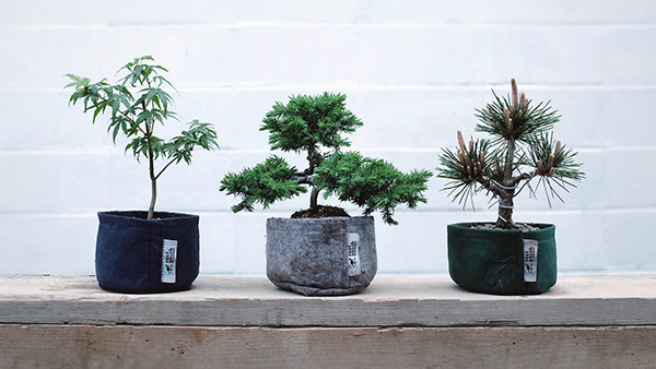 bonsai_600.jpg