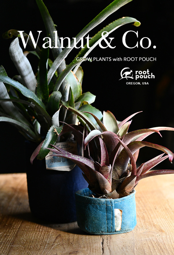 bromeliad_600.jpg