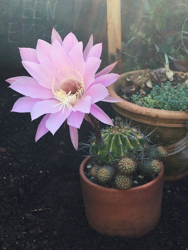 cactus_flower.jpg