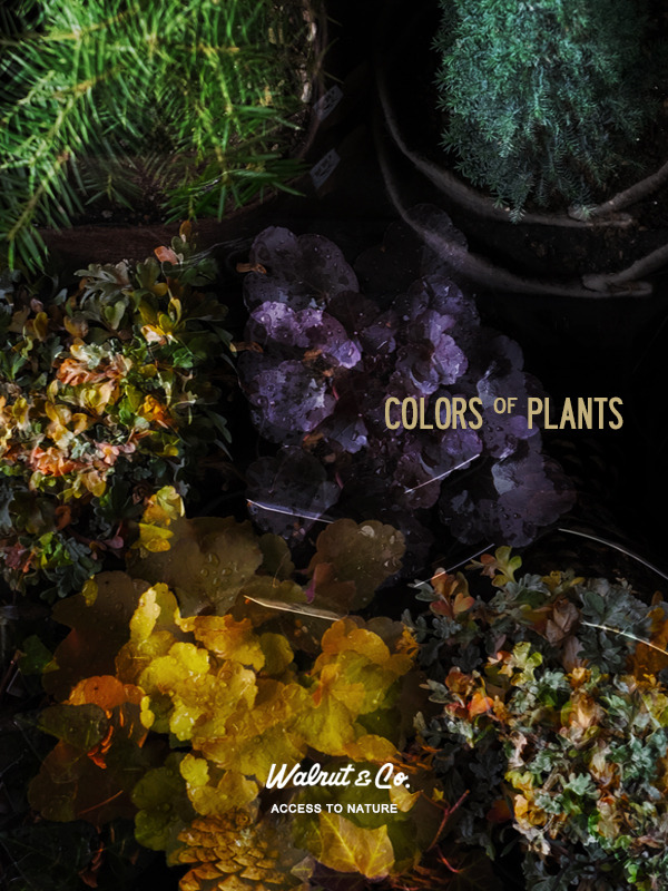 colorsofplants.jpg