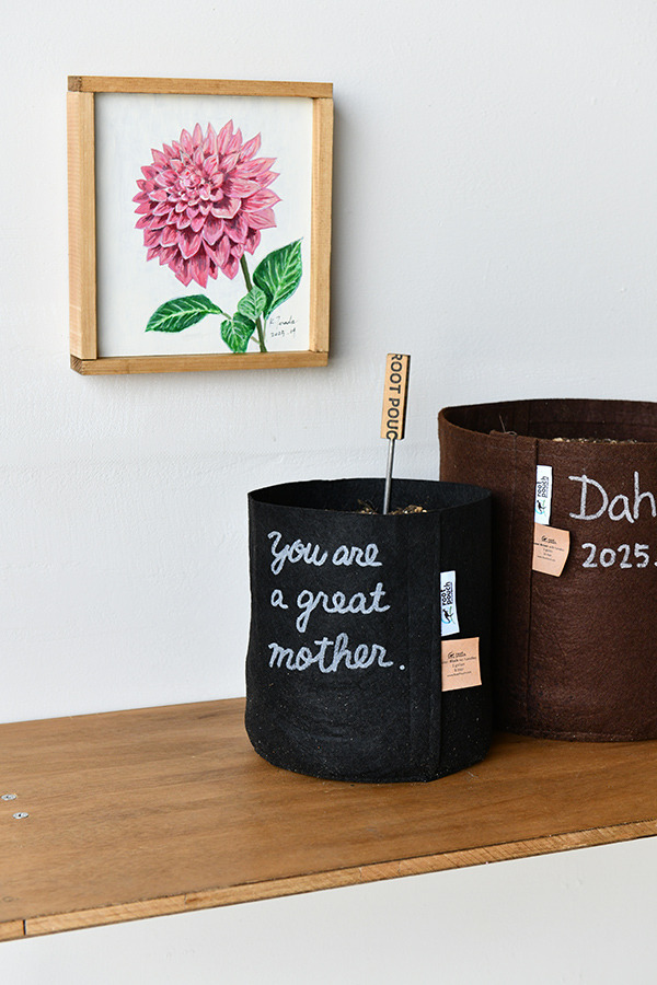dahlia_DSC_0478.jpg