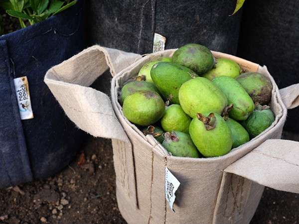 feijoa_600.jpg