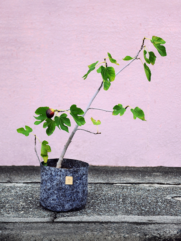 fig_600.jpg