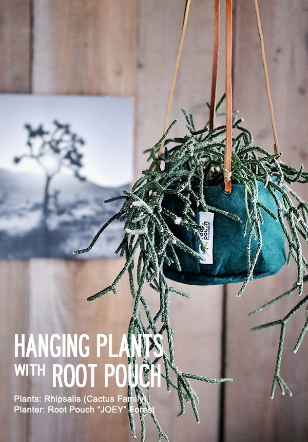 hangingplants.jpg