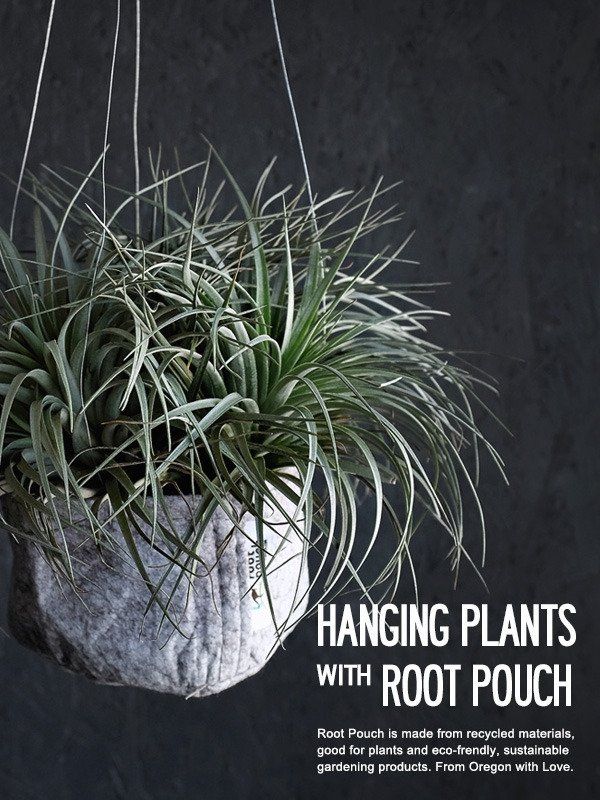 hangingplants_600.jpg