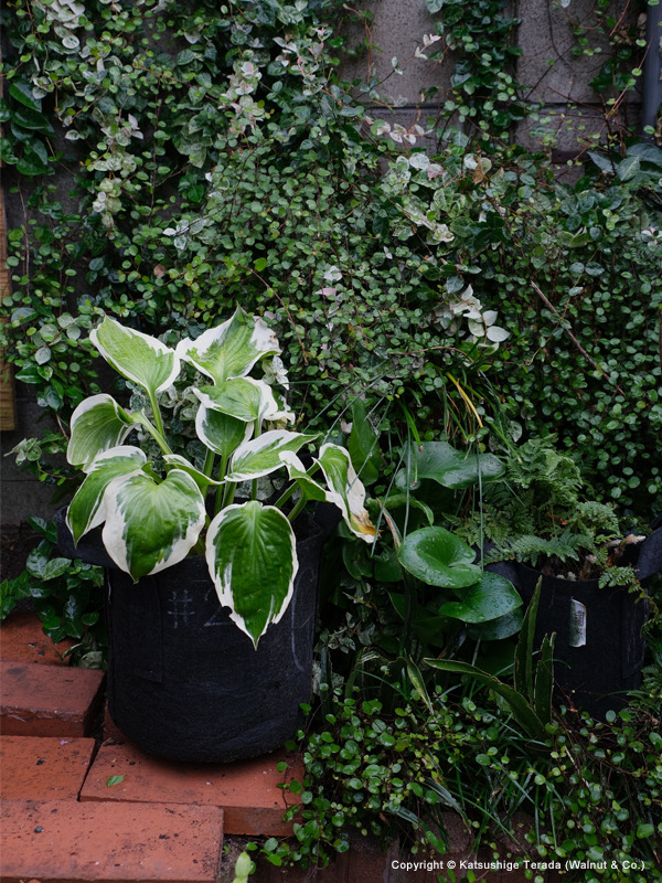 hosta_001.jpg