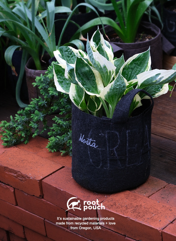 hosta_20190426.jpg