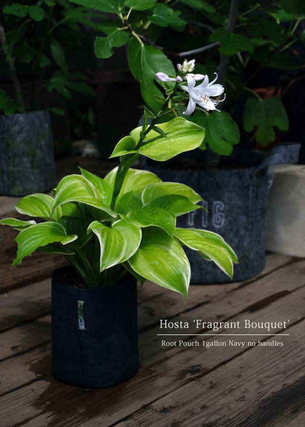 hosta_fragrant_bouquet.jpg