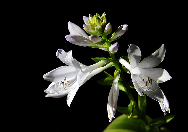 hosta_fragrant_bouquet_02.jpg
