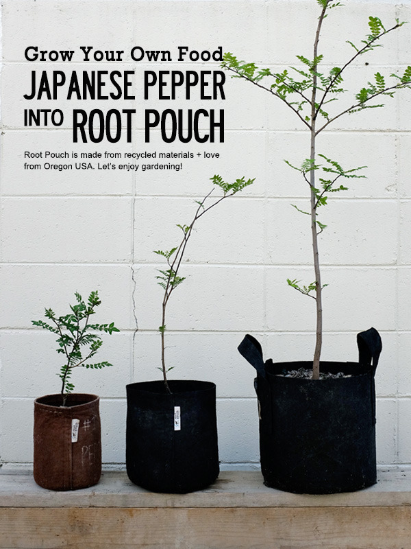 Japanesepepper