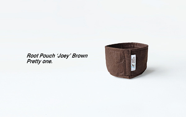 joeybrown.jpg