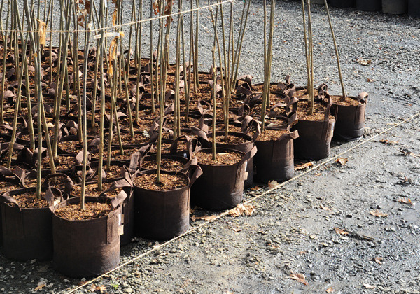 nursery_001.jpg