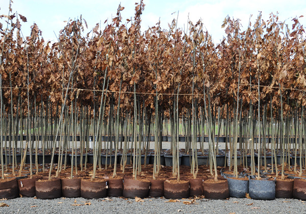 nursery_002.jpg
