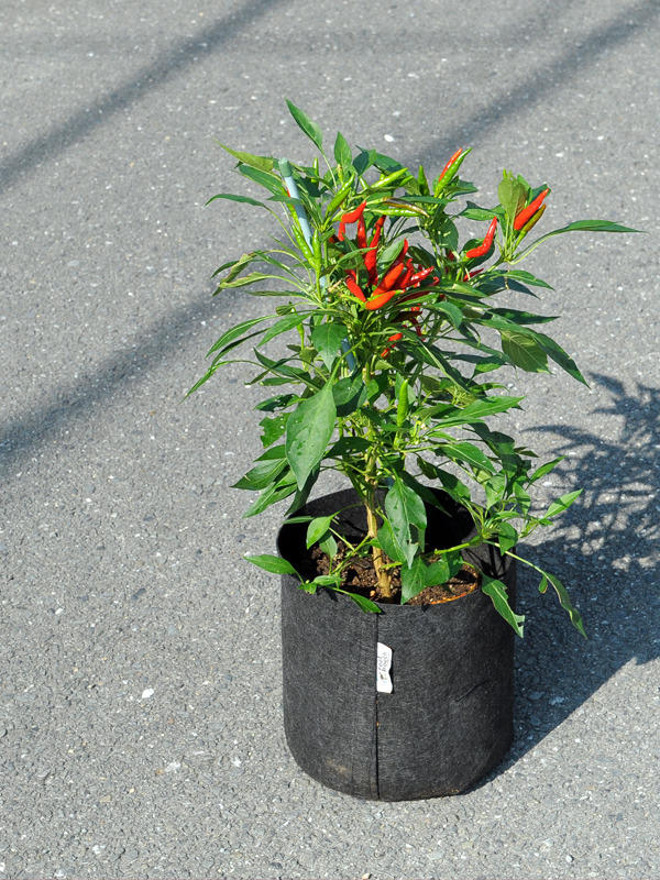 redpepper_01.jpg