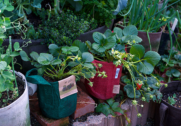 rootpouchgarden_20190308_02_600.jpg