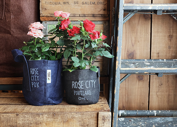 rosecity_600.jpg