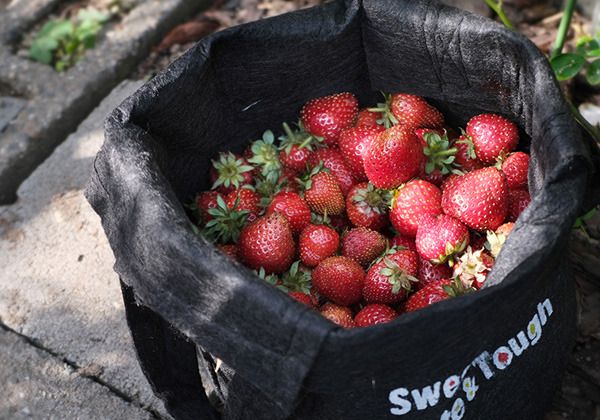 strawberry.jpg