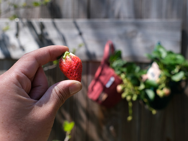 strawberry_02.jpg