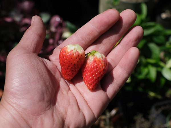 strawberry_03.jpg