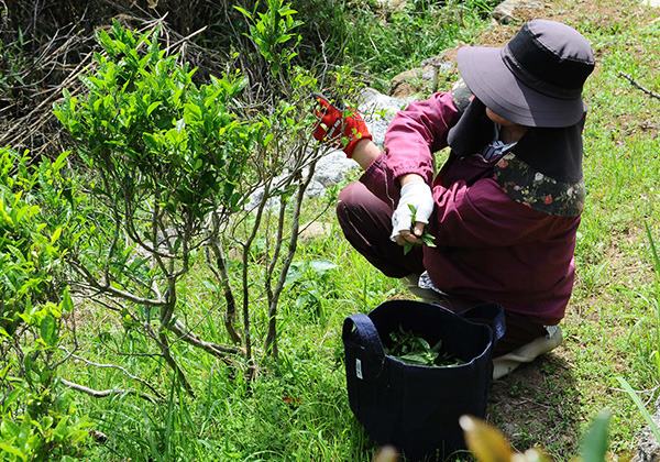 tea-picking