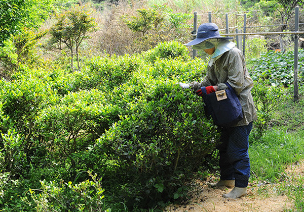 tea-picking