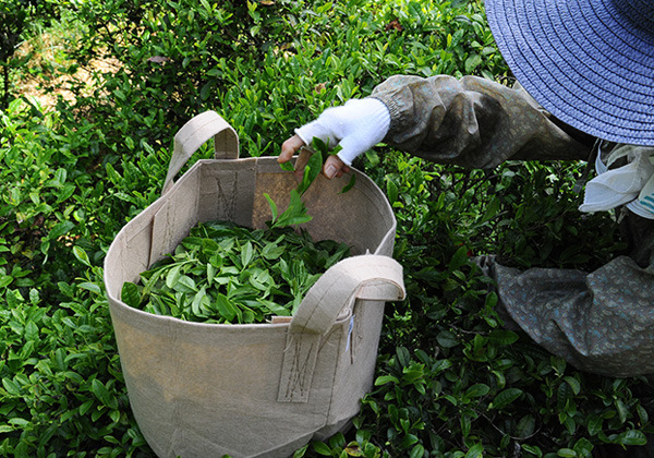 tea-picking