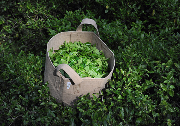 tea-picking