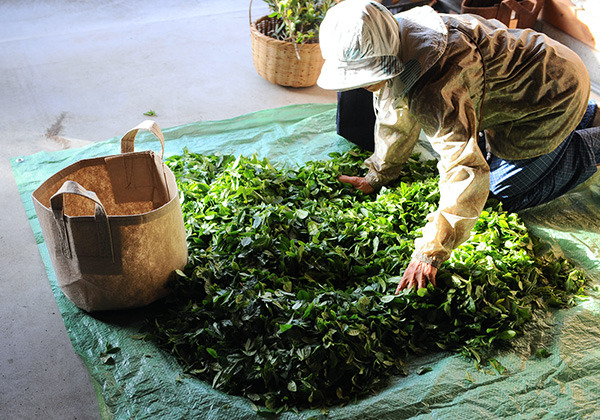 tea-picking