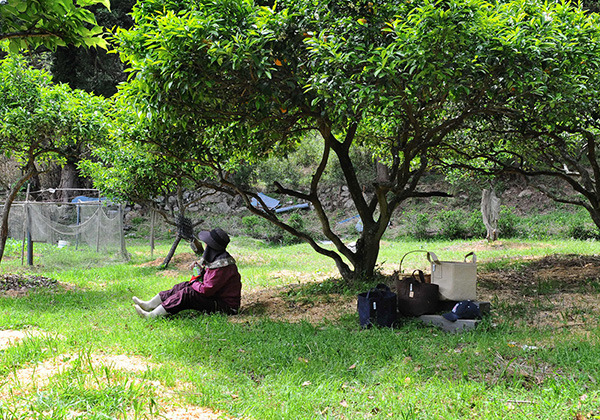 tea-picking