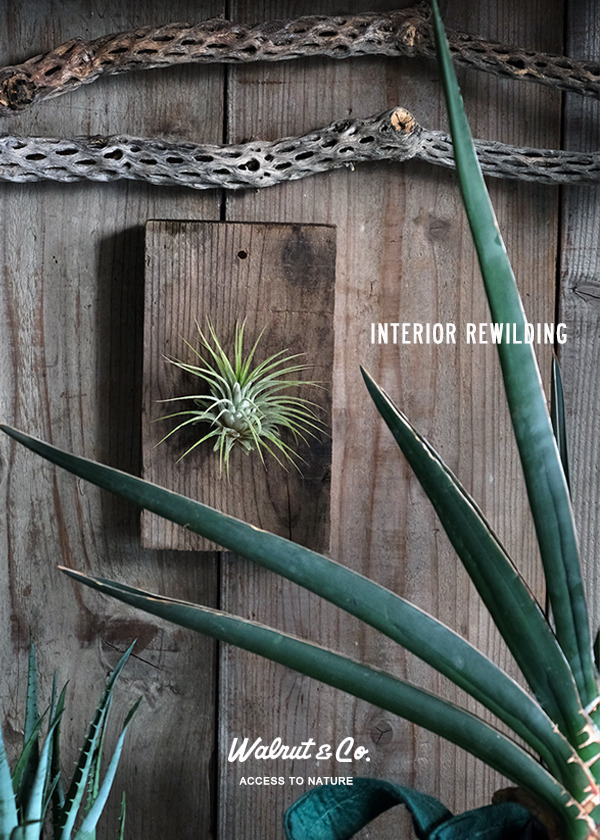 tillandsia_002.jpg