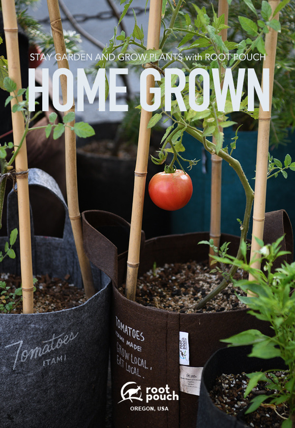 tomato_001.jpg