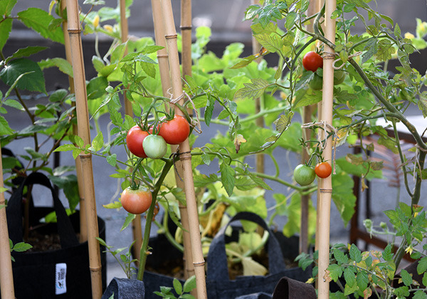 tomato_003.jpg