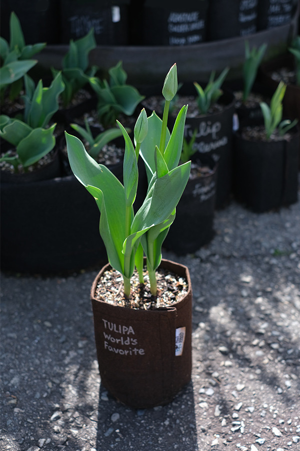 tulip.jpg