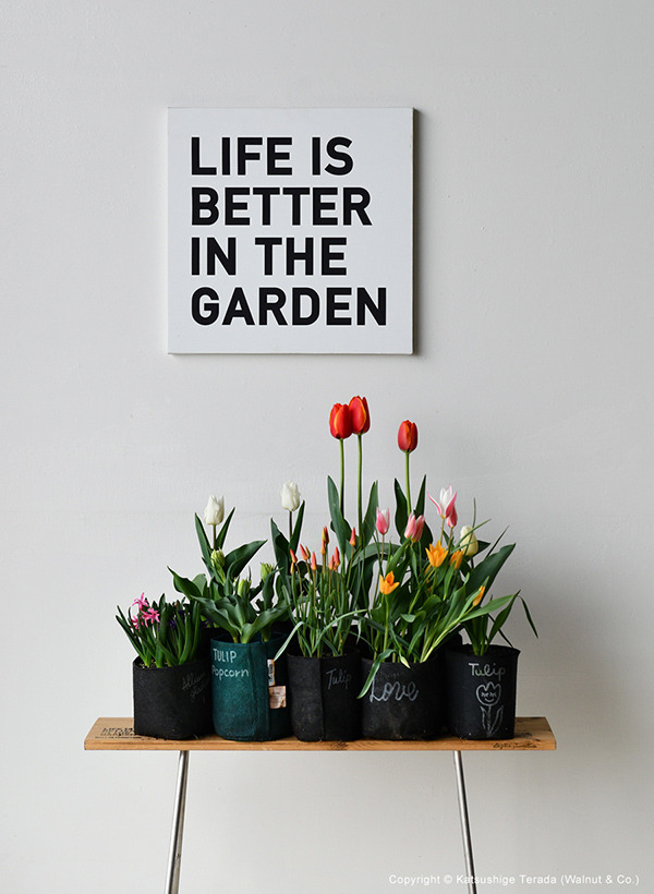 tulip_20240404_600.jpg