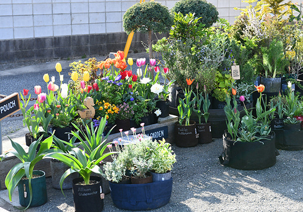 tulip_20240412_600.jpg
