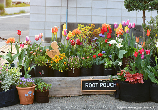 tulip_20240414_600.jpg
