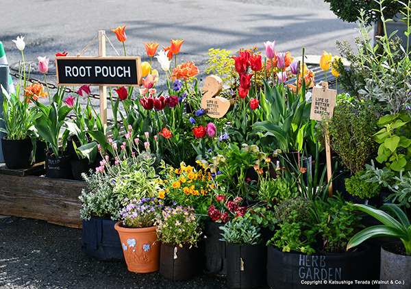 tulip_20240417_600.jpg