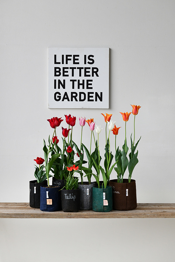 tulip_20240418_600.jpg