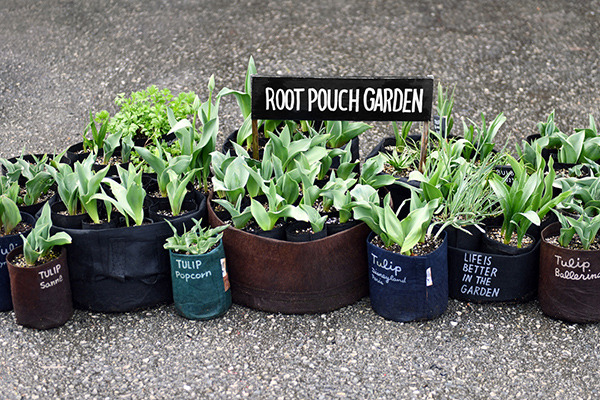 tulips_005.jpg